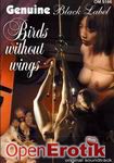 Birds without wings (Genuine)